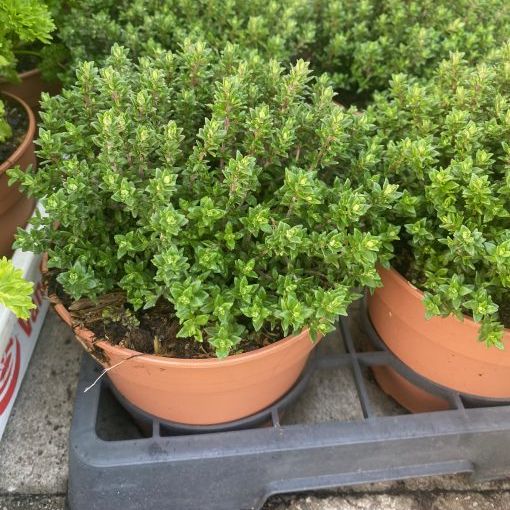 Plantgoed A&B Van Hoyweghen Plantgoed A&B Van Hoyweghen